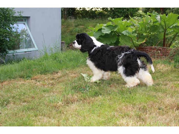 Amerikansk cocker spaniel Galaksi Tonight billede 1