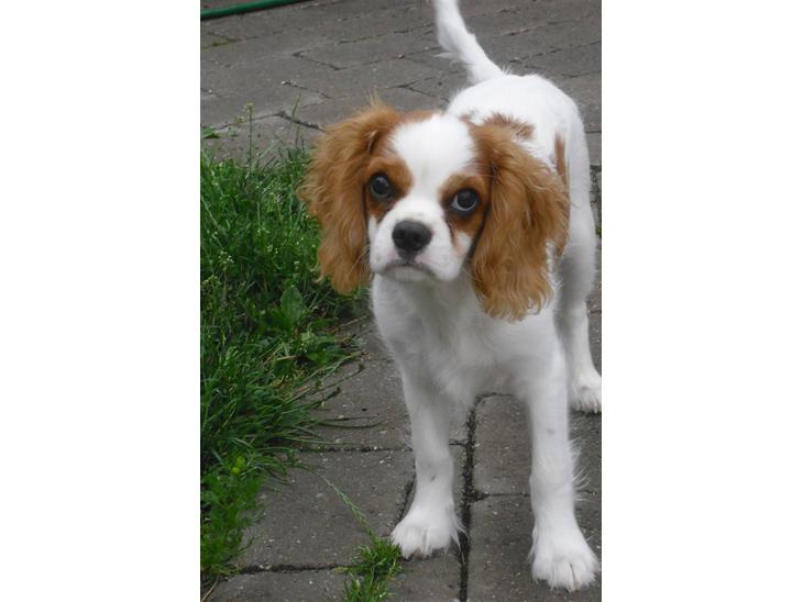 Cavalier king charles spaniel Joey billede 1