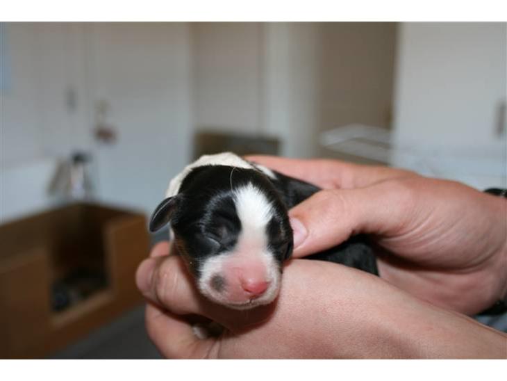 {{currentPhoto.altText}} billede {{currentPhoto.number}}