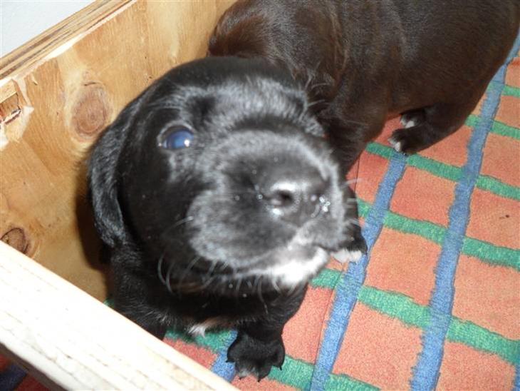 Labrador retriever Anthon(slogt) - hej velkommen til min pofil billede 1