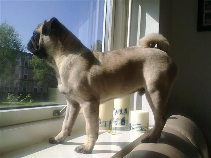 Mops Henry - Henry billede 1