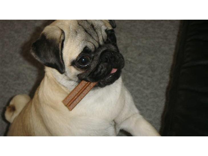 Mops Daisy - det mig Daisy med min tandrenser! ;D billede 1