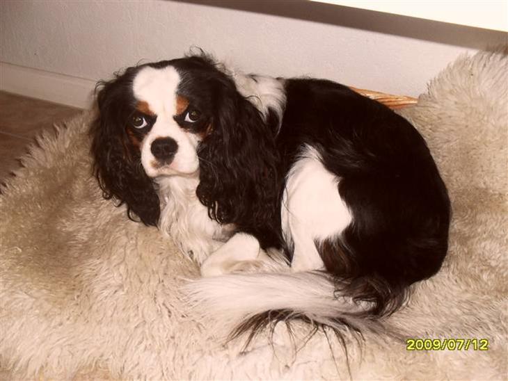 Cavalier king charles spaniel Lucas - Lucas elsker at ligge i sin kurv efter en god gå tur :-) billede 2