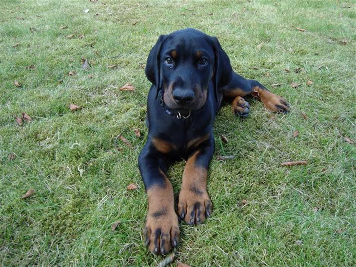 Dobermann Tyson billede 1