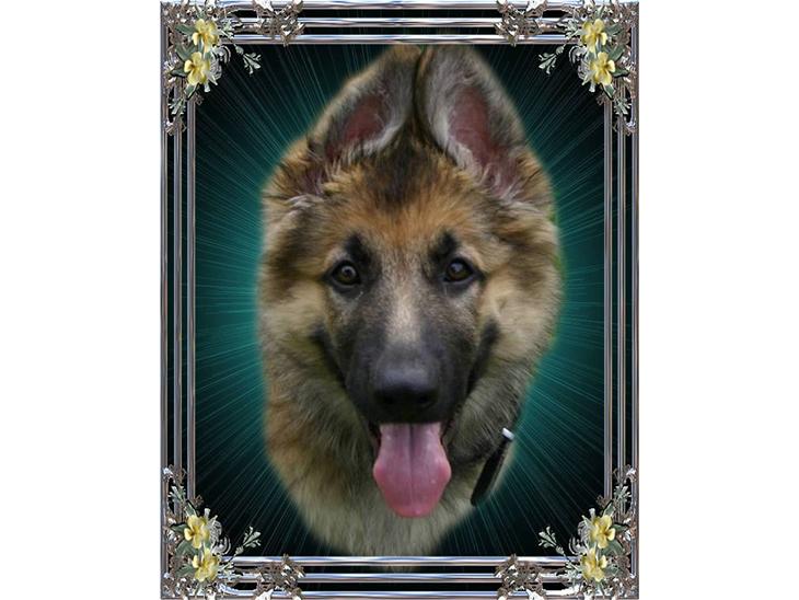 Schæferhund Thor billede 1