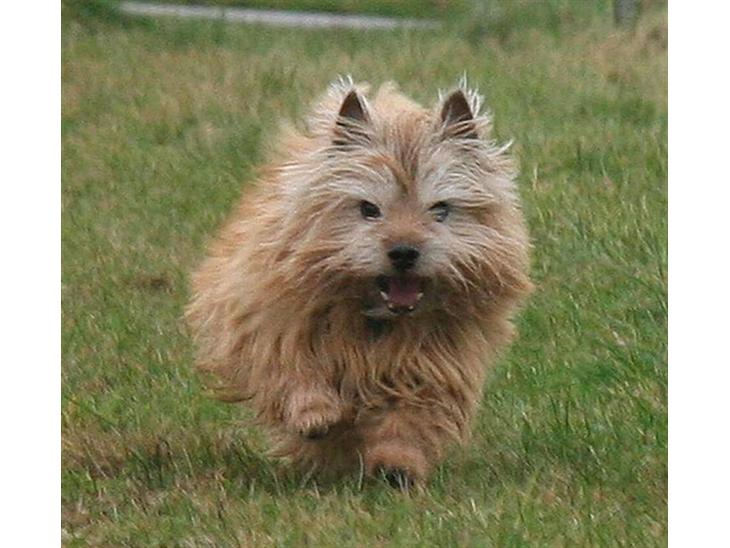 Norwich terrier Anton billede 1
