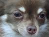 Chihuahua Chico