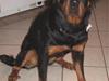 Rottweiler Tulle