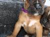 Boxer Jargo
