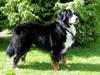 Berner sennenhund Banehavens Dalton
