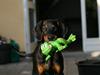 Dobermann Be-Barong Cadence -Holley RIP