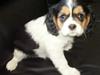Cavalier king charles spaniel Tilde [Tidl. hund]