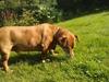 Blanding af racer Thayson R.i.p <3<3<3 [ Himmelhund]