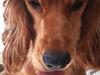 Cocker spaniel Sasha