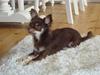 Chihuahua Vito