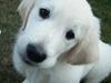 Golden retriever Moon Shadow " Obie"