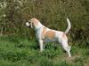 Beagle Sopwith Camel ´s Tyson 