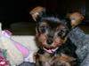 Yorkshire terrier Gucci