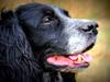 Field Trial Cockerspaniel Tilde