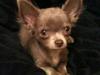 Chihuahua Kaloo
