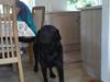 Labrador retriever Monty af Keis [ Himmelhund]