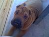 Shar pei Birger