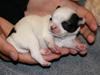 Chihuahua Daisey 