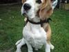 Beagle Leopold 