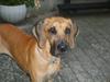 Grand danois Liva