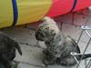Cairn terrier Faxe (Aurikels Wimsey)