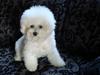 Bichon à poil frisé ZIMBA