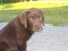 Labrador retriever Pumba *RIP*