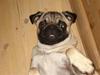 Mops Fie