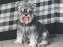 Dvaergschnauzer Pichu