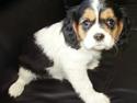 Cavalier king charles spaniel Tilde
