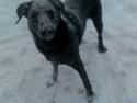 Blanding af racer Zeus