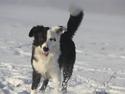 Border collie Calvin