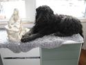 Bouvier des flandres Baffi