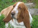 Basset hound Tosca