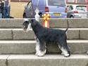 Dvaergschnauzer Black Beatles Nooki-Sunny