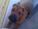 Shar pei Birger