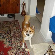 Islandsk fårehund Lea