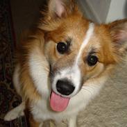 Islandsk fårehund Lea