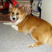 Islandsk fårehund Lea