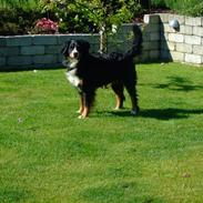 Berner sennenhund Nala2005-Død2010 kræft
