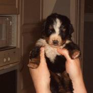 Berner sennenhund Nala2005-Død2010 kræft