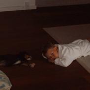 Berner sennenhund Nala2005-Død2010 kræft