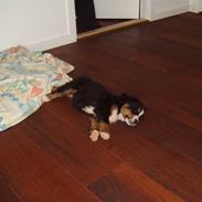 Berner sennenhund Nala2005-Død2010 kræft