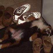 Berner sennenhund Nala2005-Død2010 kræft