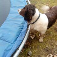 Engelsk springer spaniel Rollo